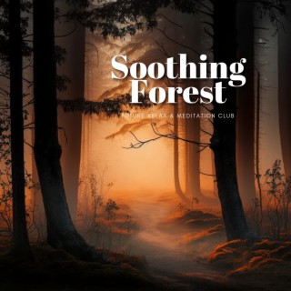 Soothing Forest - Kalimba Comfort, Peaceful Moments, Revive