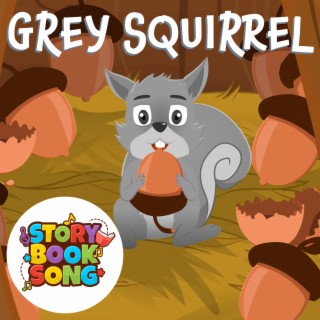 Grey Squirrel