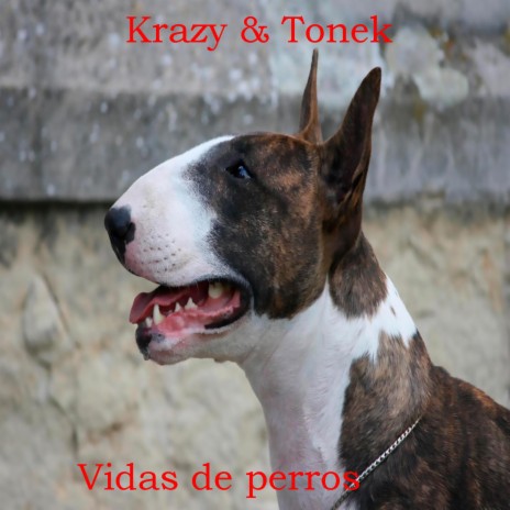 Vidas de perros | Boomplay Music