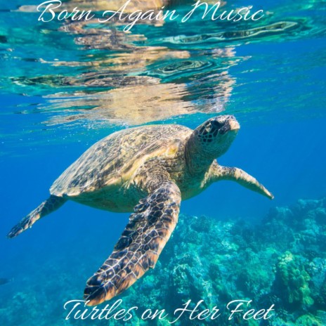 Turtles on Her Feet | Boomplay Music