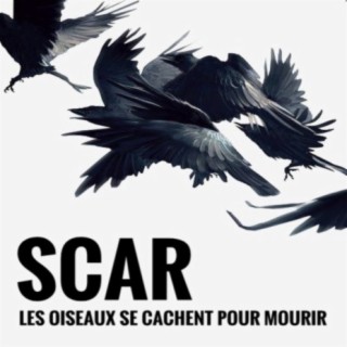 Les oiseaux se cachent pour mourrir