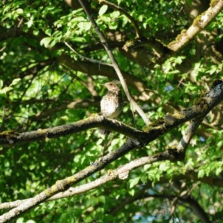 Singing Birds