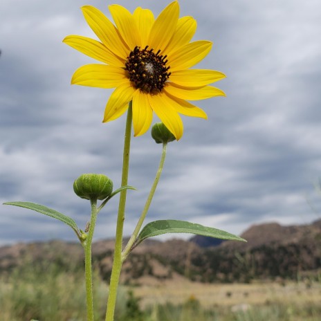 Wildflowers | Boomplay Music