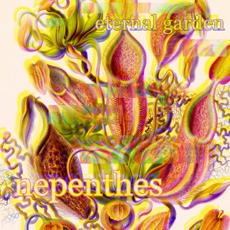 nepenthes | Boomplay Music