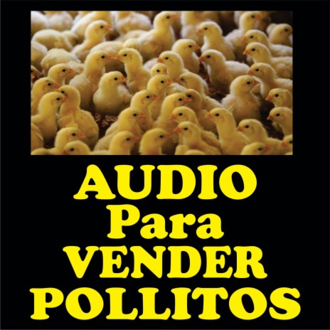 Audio para vender pollitos