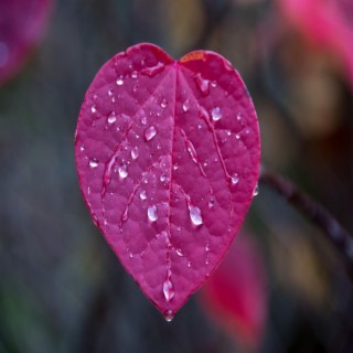 It's Raining in My Heart