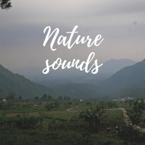 Nature Sounds in Sekudi Hill ft. Suara Alam ID