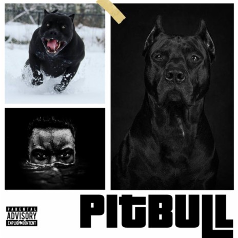 Pitbull | Boomplay Music