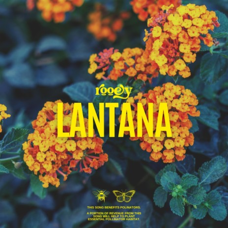 Lantana | Boomplay Music