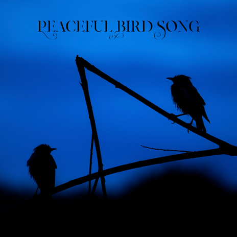 Peaceful Bird Song | Boomplay Music