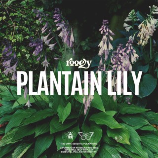 Plantain Lily