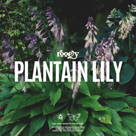Plantain Lily | Boomplay Music