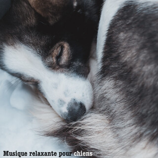 Musique relaxante pour chiens