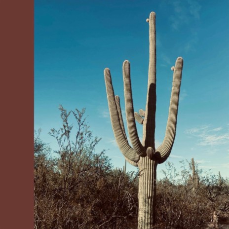 Saguaro | Boomplay Music