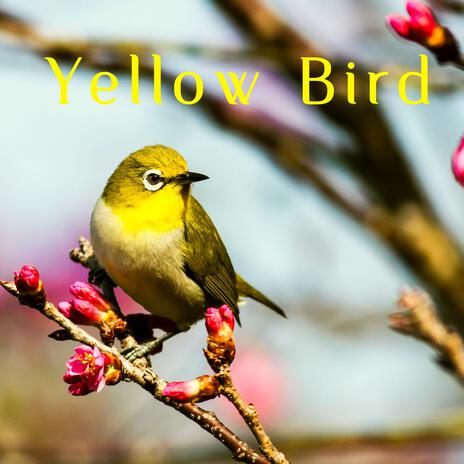 Yellow Bird | Boomplay Music