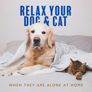 Relax Your Dog & Cat When They Are Alone at Home: Soft Melodies for Puppies & Kittens That Will Keep Them Company, Music for Dogs While You Are Out