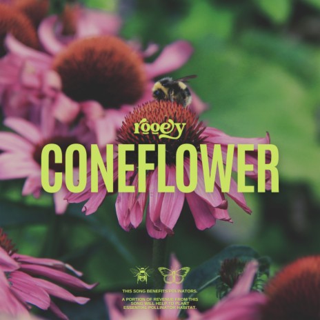 Coneflower | Boomplay Music
