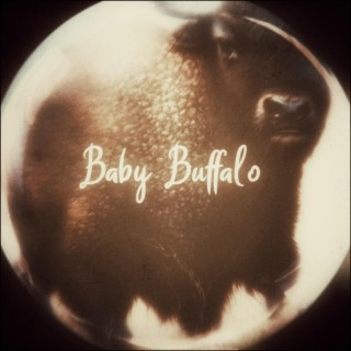 Baby Buffalo