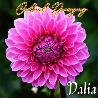 Dalia lyrics | Boomplay Music
