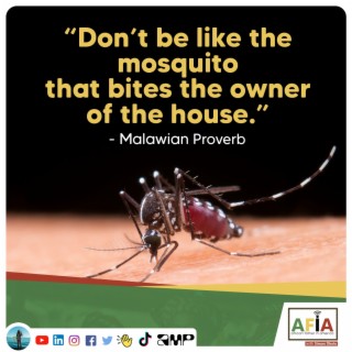Don’t Be Like the Mosquito That Bites the Owner of the House | African Proverbs | AFIAPodcast