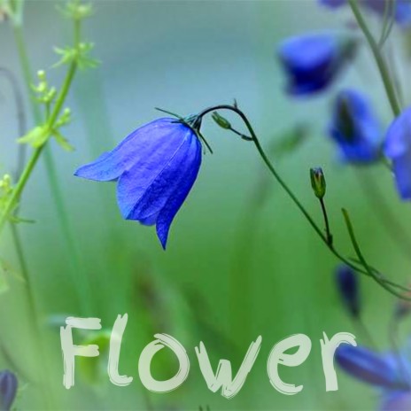Flower | Boomplay Music