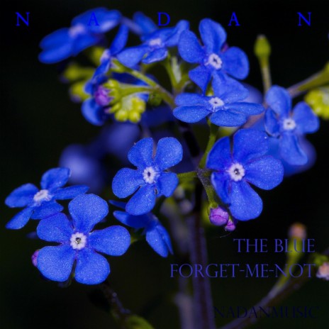 Forget-Me-Not