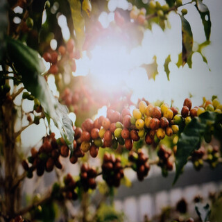 Home Grown Coffee