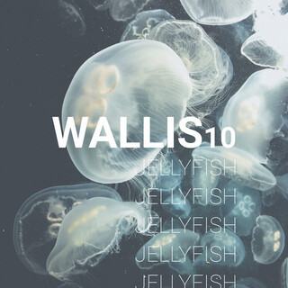 Jellyfish