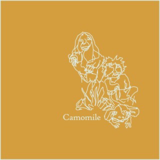 Camomile