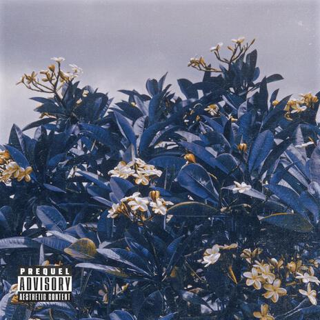 Floral Auras | Boomplay Music