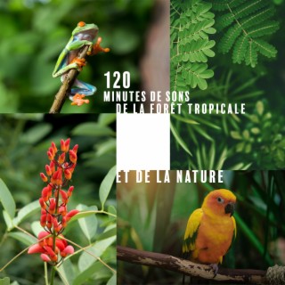 120 minutes de sons de la forêt tropicale et de la nature : Pouvoir de guérison de l'eau (Pluie, Orage, Rivière, Océan, Mer, Oiseaux)