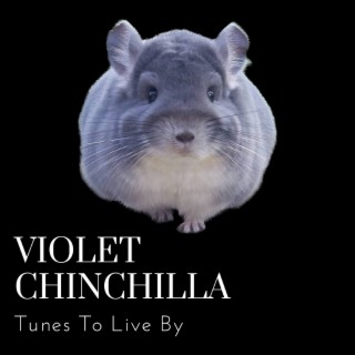 Violet Chinchilla