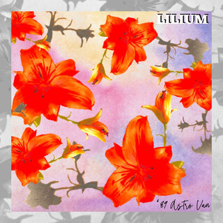 Lilium