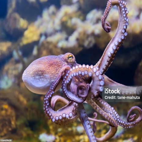 Octopus | Boomplay Music