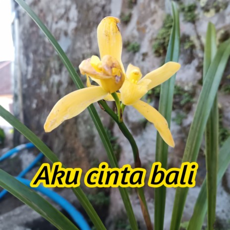 Aku Cinta Bali | Boomplay Music