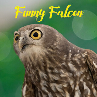 Funny Falcon