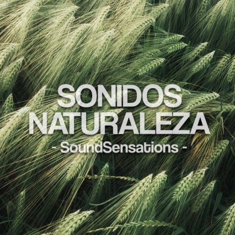 Sonidos Naturaleza | Boomplay Music