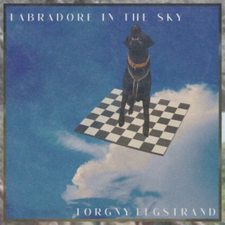 Labradore In The Sky