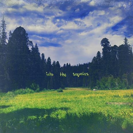 into the sequoias | Boomplay Music