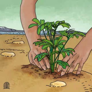 Planting Seeds