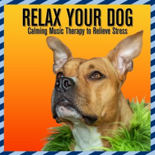 Relax Your Dog: Calming Music Therapy to Relieve Stress