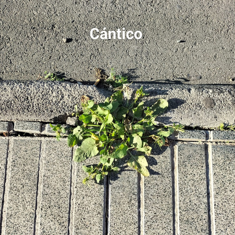 Cántico | Boomplay Music