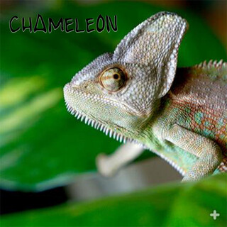 Chameleon