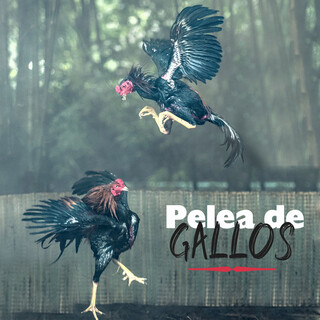 Pelea de Gallos