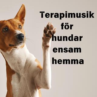 Terapimusik för hundar ensam hemma