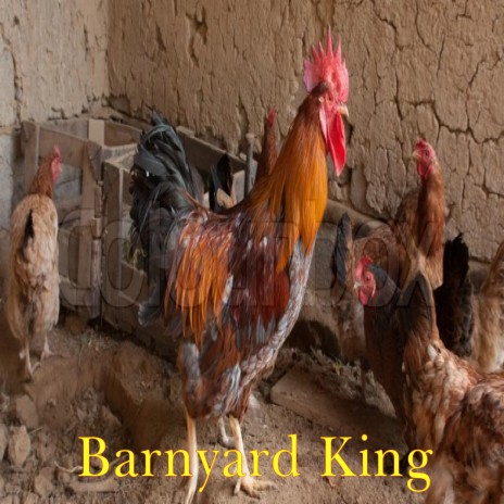 Barnyard King | Boomplay Music