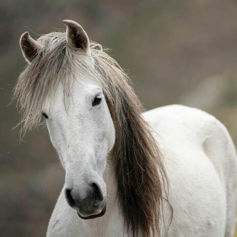 Horse Shares His Nay | Boomplay Music