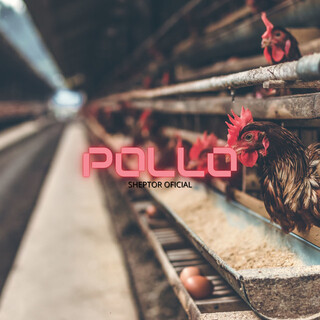 Pollo