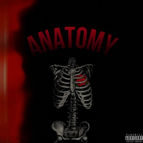 Anatomy | Boomplay Music