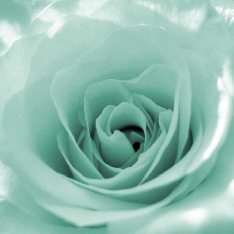 Green Roses